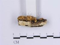 登錄號:F0001636藏品圖，第3張