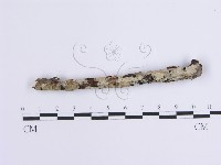 登錄號:F0001637藏品圖，第1張