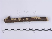 登錄號:F0001641藏品圖，第5張