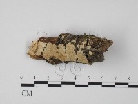 登錄號:F0001642藏品圖，第1張