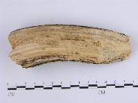 登錄號:F0001645藏品圖，第4張