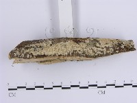 登錄號:F0001645藏品圖，第5張