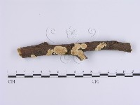 登錄號:F0001648藏品圖，第1張