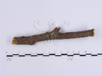 登錄號:F0001648藏品圖，第4張