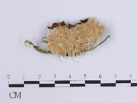登錄號:F0001652藏品圖，第1張