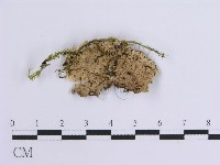 登錄號:F0001652藏品圖，第3張