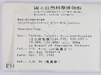齒耳菌屬藏品圖，第2張