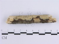 齒耳菌屬藏品圖，第3張