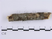 齒耳菌屬藏品圖，第4張