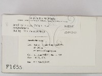 容氏菌屬藏品圖，第2張