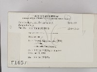 容氏菌屬藏品圖，第2張