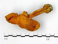 登錄號:F0001663藏品圖，第1張