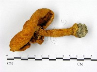 登錄號:F0001663藏品圖，第3張