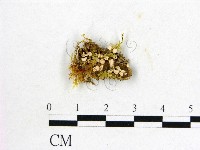 登錄號:F0001667藏品圖，第1張