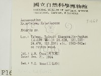 炭角菌屬藏品圖，第2張