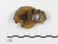 登錄號:F0001669藏品圖，第1張