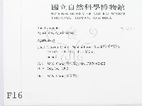 傘菌屬藏品圖，第2張