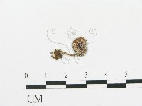 傘菌屬藏品圖，第1張