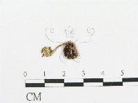 傘菌屬藏品圖，第3張