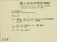 小菇屬藏品圖，第2張