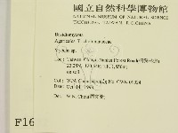 小菇屬藏品圖，第2張