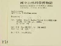 小菇屬藏品圖，第2張