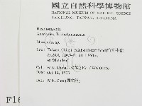 小皮傘屬藏品圖，第2張