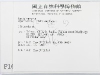 杯傘屬藏品圖，第2張
