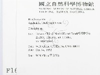 杯傘屬藏品圖，第2張