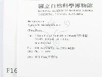 杯傘屬藏品圖，第2張