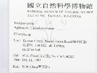 杯傘屬藏品圖，第2張