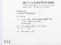 杯傘屬藏品圖，第2張