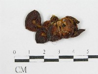 登錄號:F0001681藏品圖，第1張