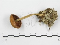 登錄號:F0001683藏品圖，第1張