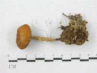 登錄號:F0001683藏品圖，第3張