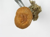 登錄號:F0001683藏品圖，第5張