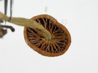 登錄號:F0001683藏品圖，第6張