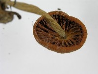 登錄號:F0001683藏品圖，第7張