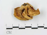 登錄號:F0001686藏品圖，第1張