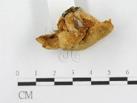 登錄號:F0001686藏品圖，第4張