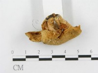 登錄號:F0001686藏品圖，第5張