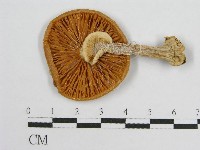 登錄號:F0001687藏品圖，第3張
