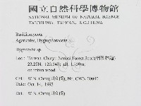 濕傘屬藏品圖，第2張