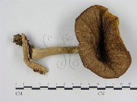 濕傘屬藏品圖，第3張