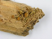 登錄號:F0001689藏品圖，第3張