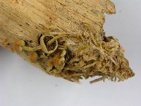 登錄號:F0001689藏品圖，第4張
