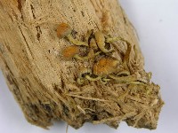 登錄號:F0001689藏品圖，第5張