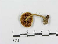 登錄號:F0001690藏品圖，第1張