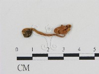 登錄號:F0001692藏品圖，第1張