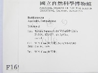盔孢傘屬藏品圖，第2張